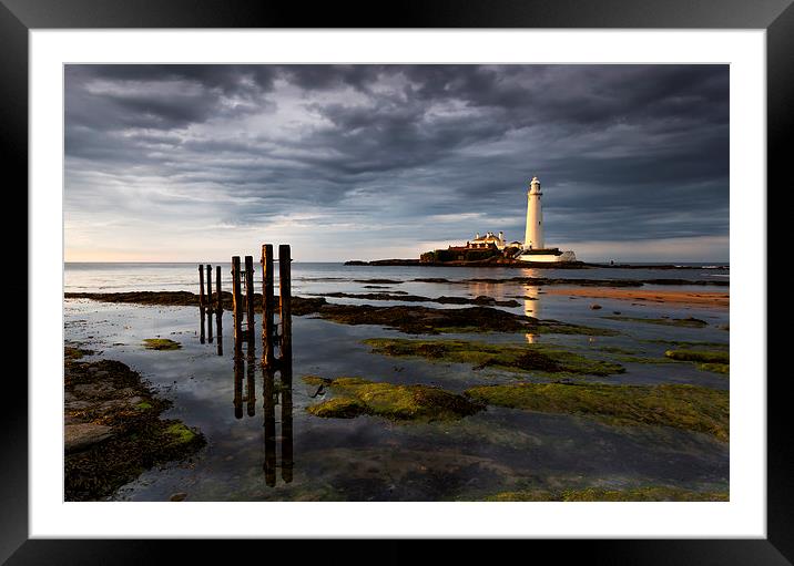 St Marys lighthouse in evening light Framed Mounted Print by Richard Armstrong