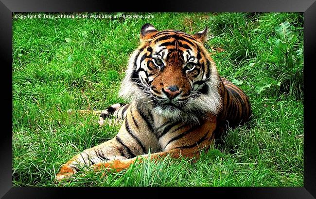 Sumatran Tiger Framed Print by Tony Johnson