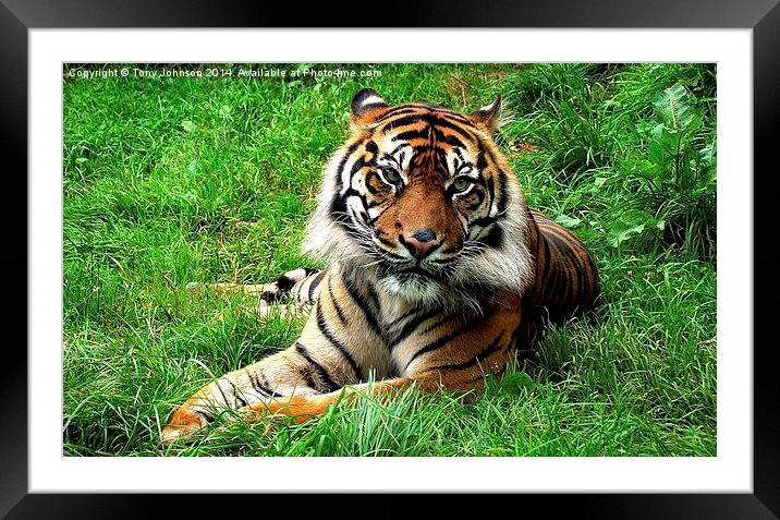 Sumatran Tiger Framed Mounted Print by Tony Johnson