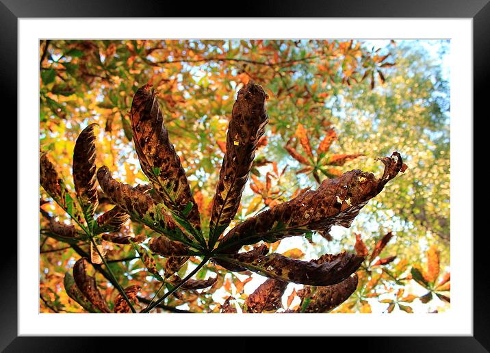 Time to fall yet Framed Mounted Print by Rob Holmes