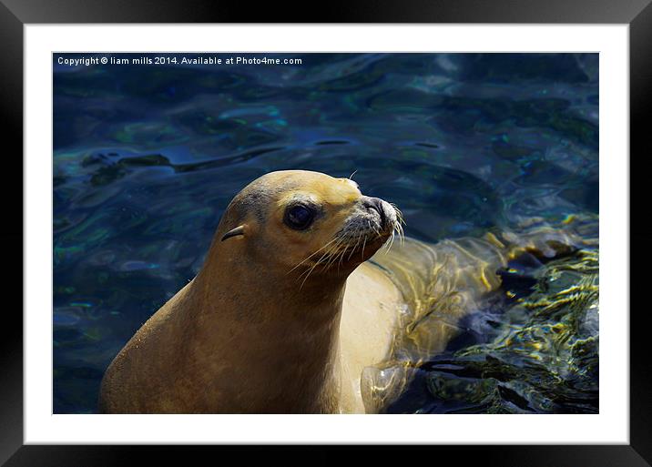  happy seal Framed Mounted Print by liam mills
