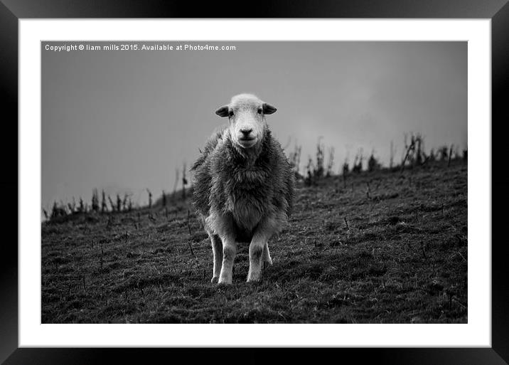  sheep Framed Mounted Print by liam mills