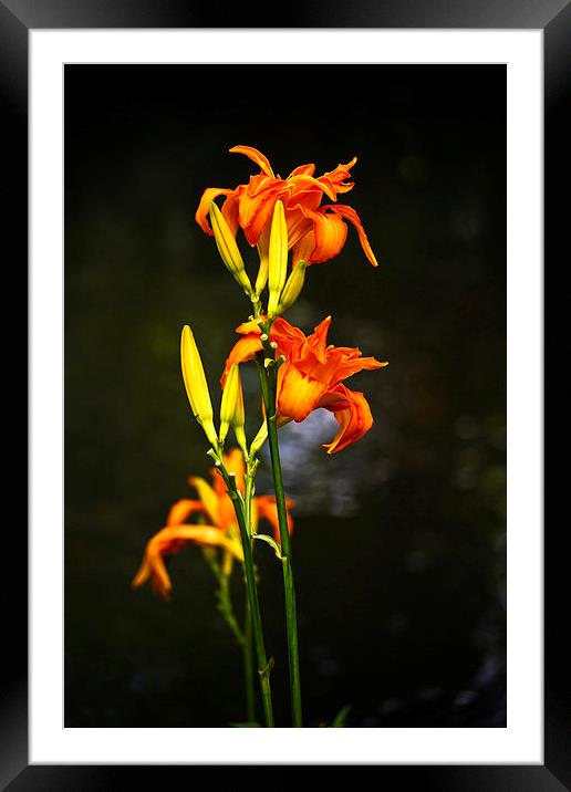 Lily Framed Mounted Print by Sheila Smart