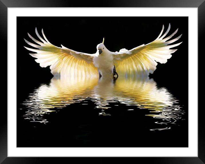Sulphur crested cockatoo in flight Framed Mounted Print by Sheila Smart