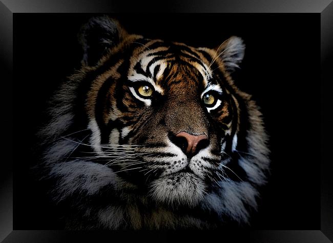 Sumatran tiger Framed Print by Sheila Smart