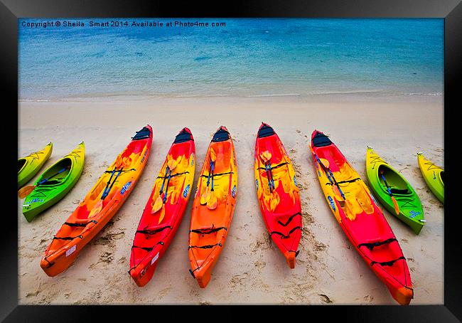 Kayaks at Manly Framed Print by Sheila Smart