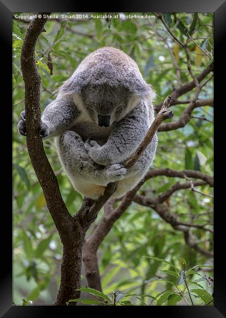 Sleepy koala Framed Print by Sheila Smart