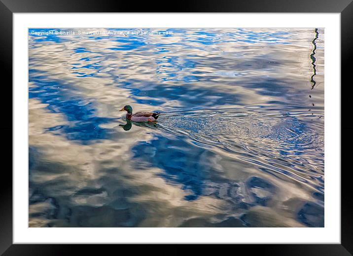 Mallard duck skims across lake Framed Mounted Print by Sheila Smart