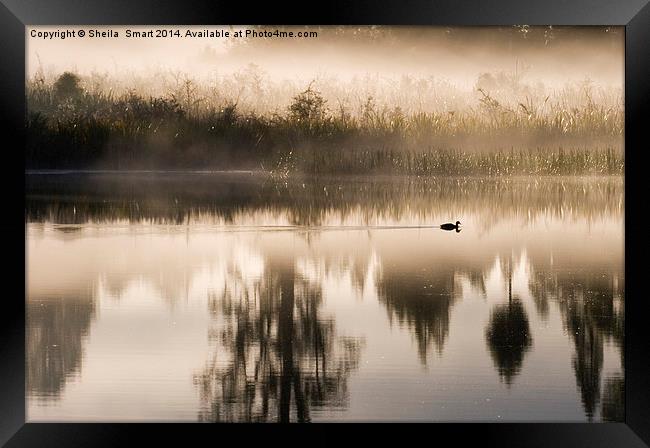 Morning mist at Lake Matheson Framed Print by Sheila Smart