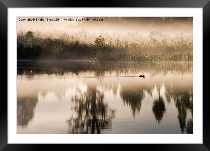 Morning mist at Lake Matheson Framed Mounted Print by Sheila Smart