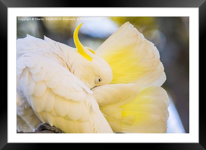 Preening sulphur crested cockatoo Framed Mounted Print by Sheila Smart