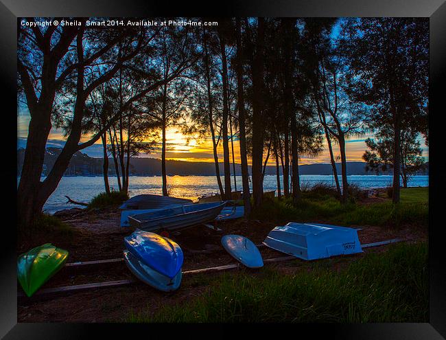 Dinghies at sunset, Pittwater Framed Print by Sheila Smart
