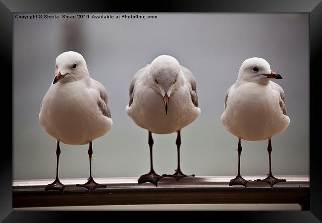 Three silver gulls Framed Print by Sheila Smart