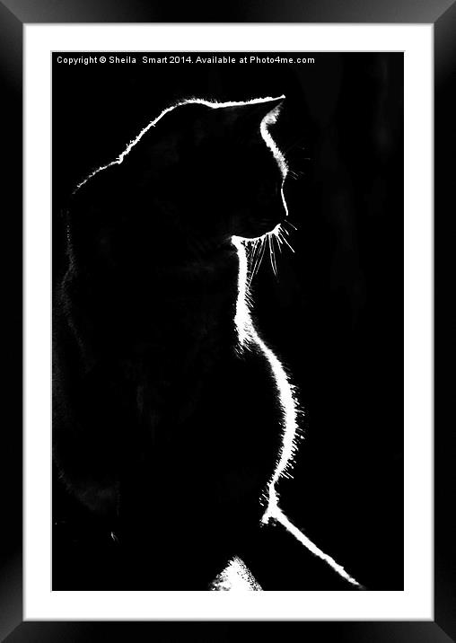 Cat silhouette Framed Mounted Print by Sheila Smart
