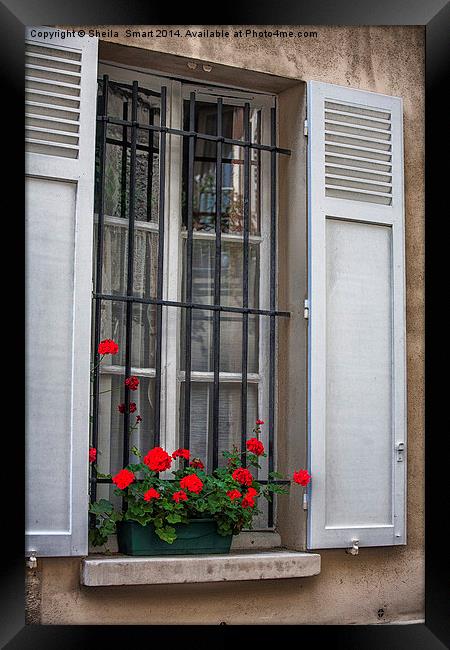 Geraniums in Paris window box Framed Print by Sheila Smart