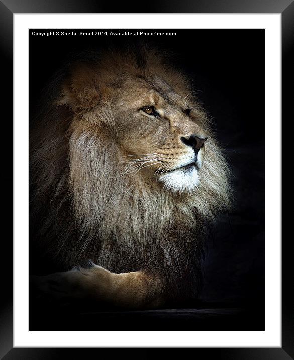 Magnificent lion Framed Mounted Print by Sheila Smart