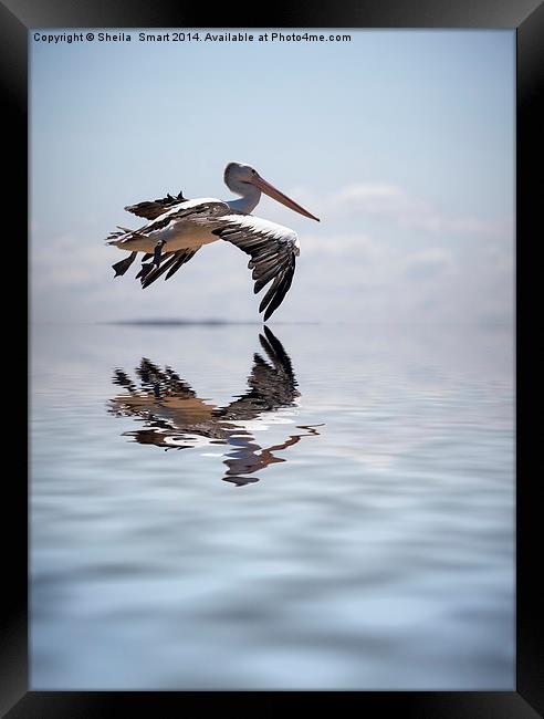Australian white pelican in flight Framed Print by Sheila Smart
