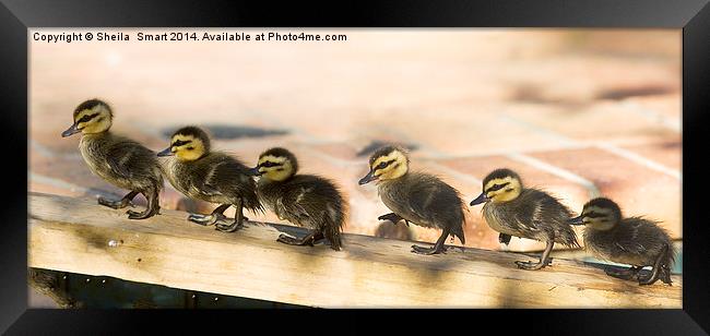 Ducklings all in a row Framed Print by Sheila Smart