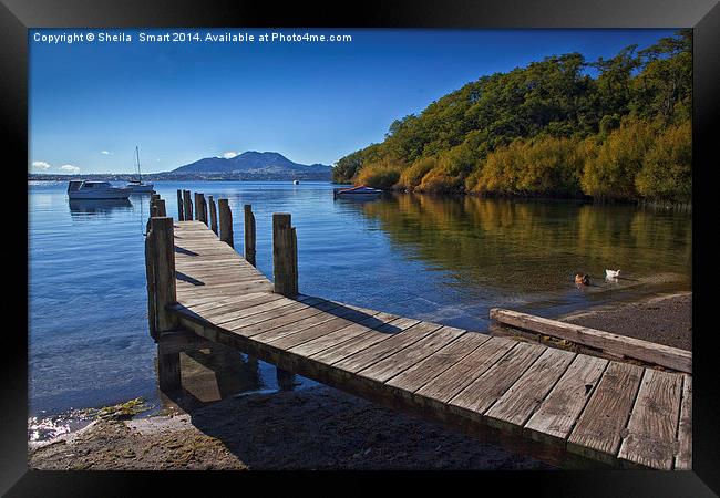 Acacia Bay, North Island, New Zealand Framed Print by Sheila Smart