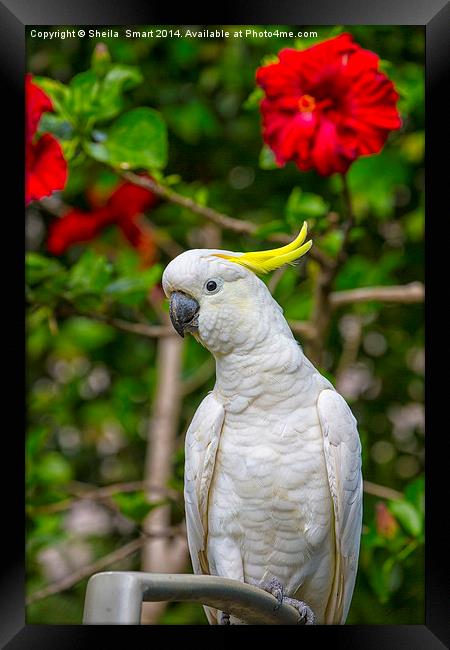  Sulphur crested cockatoo with hibiscus Framed Print by Sheila Smart