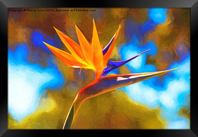  Strelitzia also known as bird of paradise Framed Print by Sheila Smart