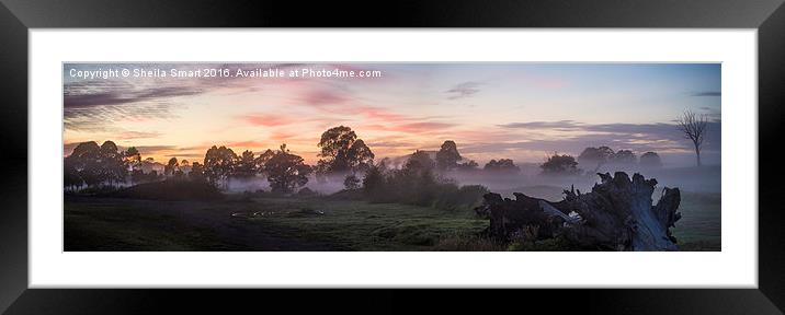 Morning mist over paddock Framed Mounted Print by Sheila Smart