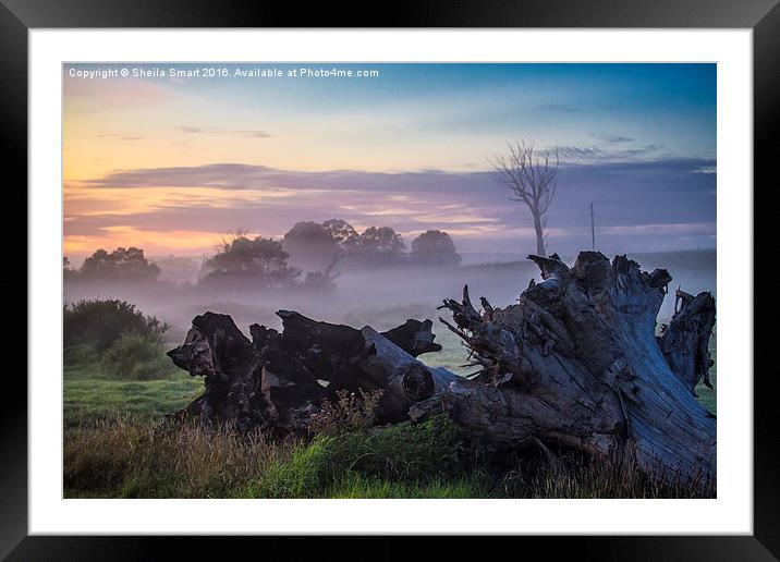  Mist over paddock Framed Mounted Print by Sheila Smart