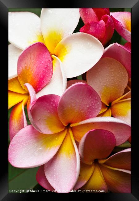  Pink frangipanis Framed Print by Sheila Smart