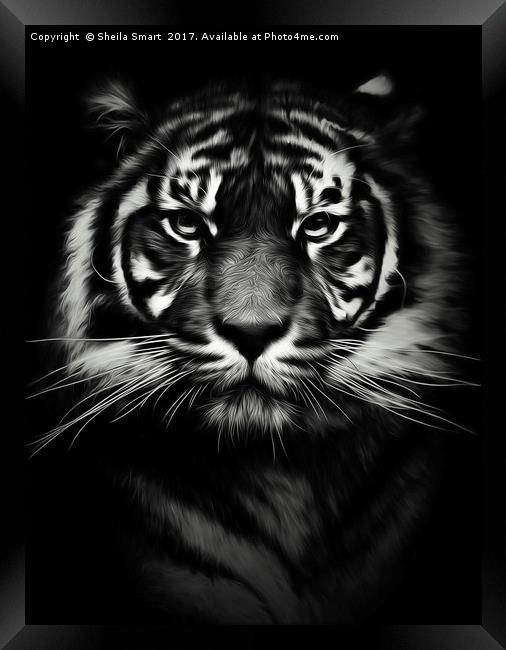 Sumatran tiger Framed Print by Sheila Smart
