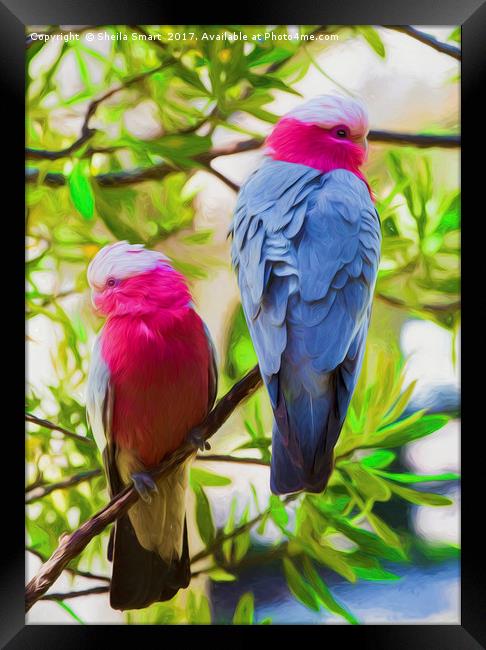 A pair of pink galahs Framed Print by Sheila Smart