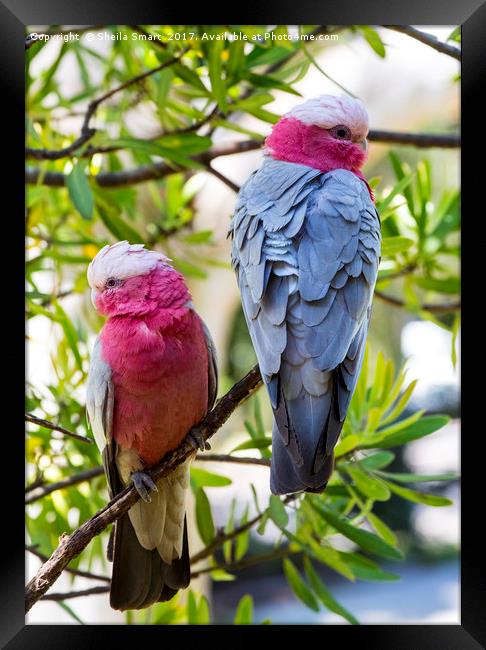 Pair of pink galahs Framed Print by Sheila Smart