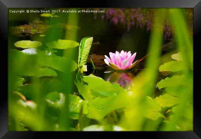 Lone pink water lily Framed Print by Sheila Smart