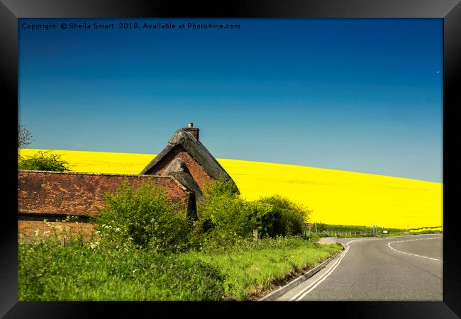 Cottage in Wiltshire with rapeseed field as backdr Framed Print by Sheila Smart