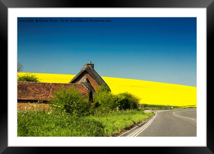 Cottage in Wiltshire with rapeseed field as backdr Framed Mounted Print by Sheila Smart