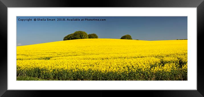 Rapeseed field in Wiltshire Framed Mounted Print by Sheila Smart