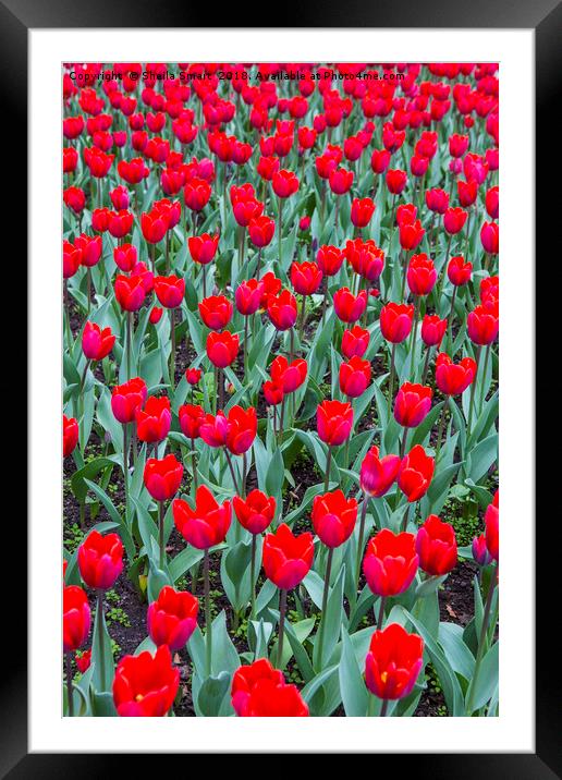Red tulips Framed Mounted Print by Sheila Smart