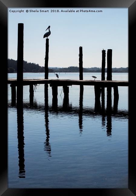 Pelican on post at Wooli Framed Print by Sheila Smart