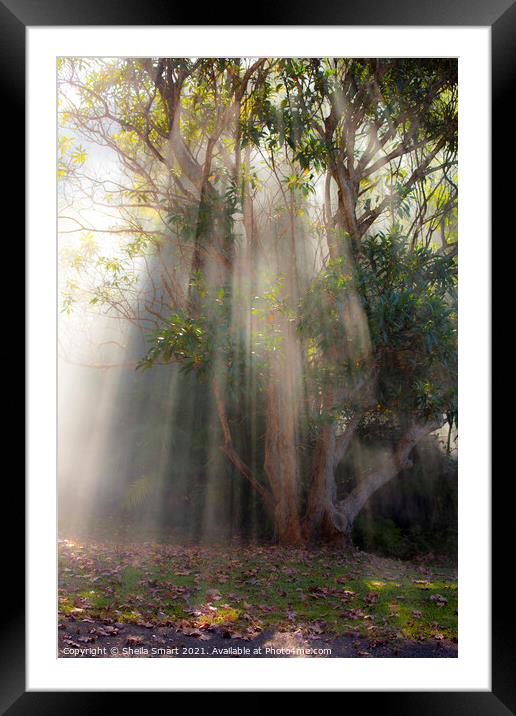 Gum tree through mist Framed Mounted Print by Sheila Smart