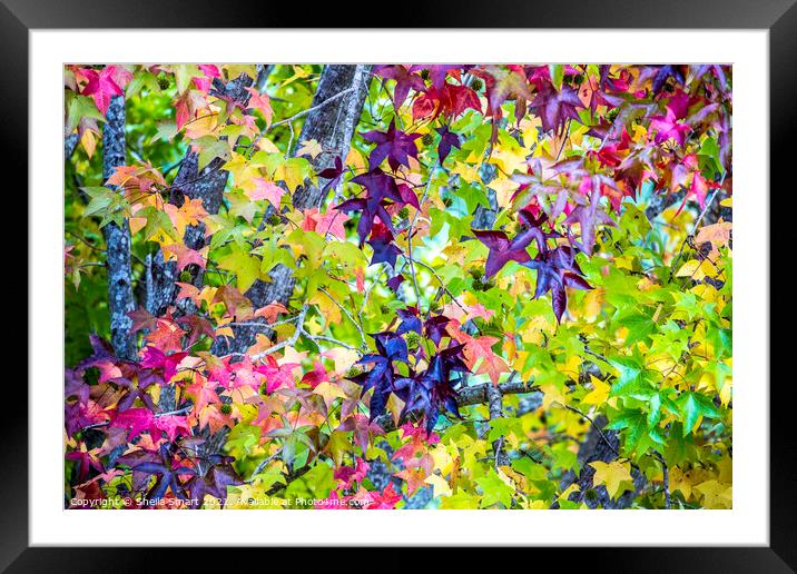 Autumnal leaves  Framed Mounted Print by Sheila Smart
