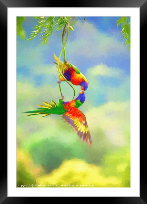Two squabbling rainbow lorikeets in china doll tree Framed Mounted Print by Sheila Smart