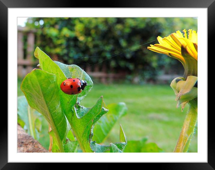 Ladybird Framed Mounted Print by Liz Watson