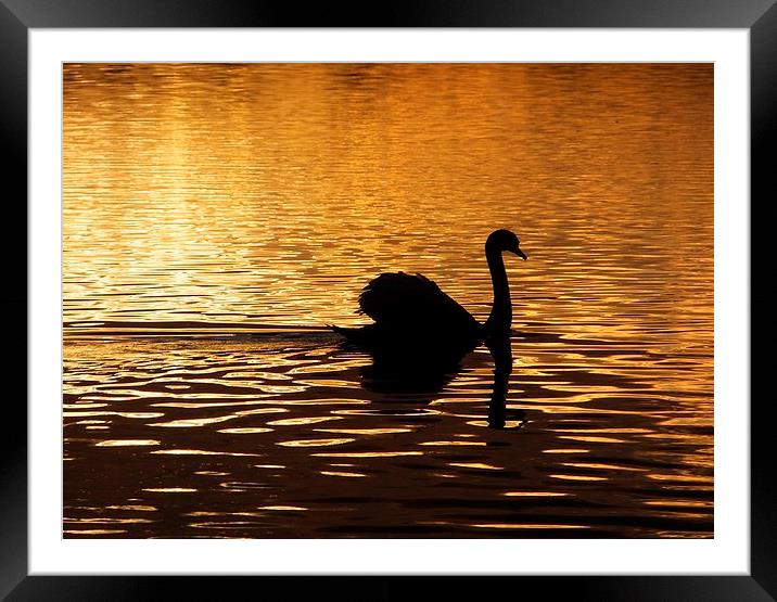 Swan Silhouette at Sunset Framed Mounted Print by Liz Watson