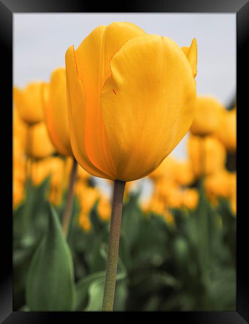 Yellow Tulip Framed Print by LensLight Traveler