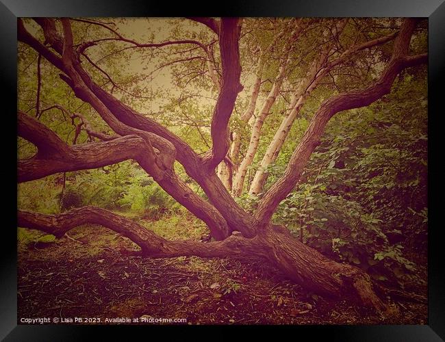 Stretching Tree Framed Print by Lisa PB