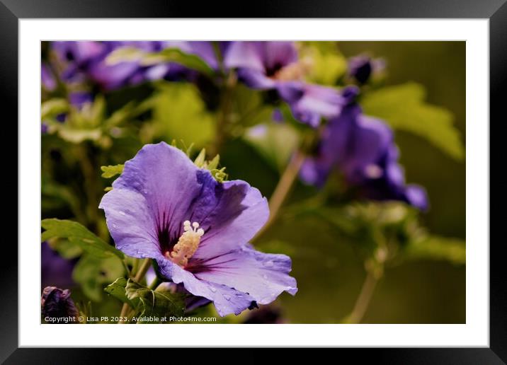 Purple Petals Framed Mounted Print by Lisa PB