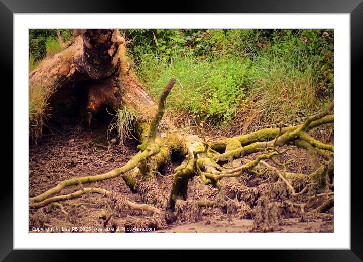 Two Tone Tree Roots Framed Mounted Print by Lisa PB