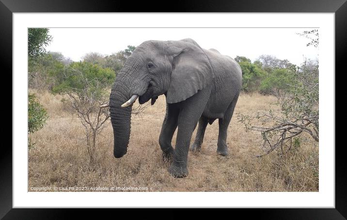 African Elephant Framed Mounted Print by Lisa PB