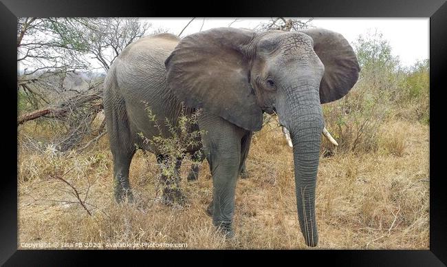 An Elephant in South Africa Framed Print by Lisa PB