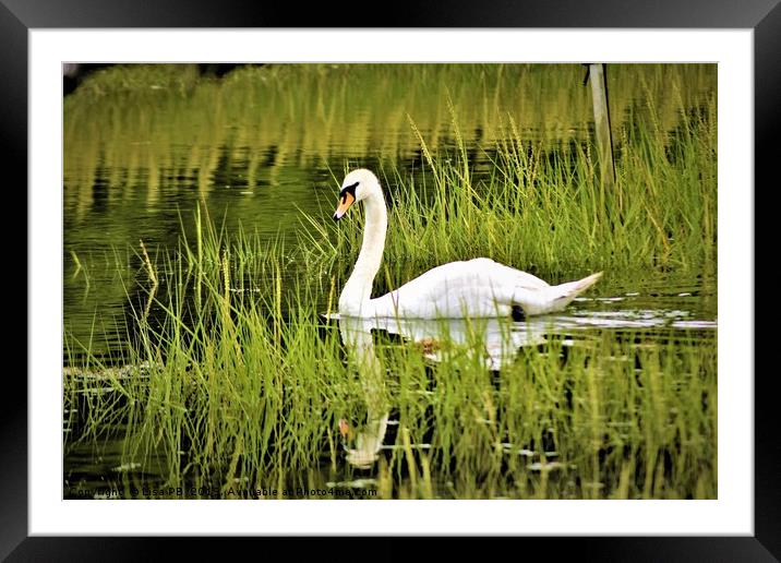 Swan Reflections Framed Mounted Print by Lisa PB