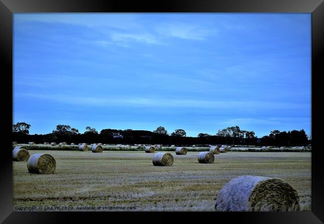 Hay Season Framed Print by Lisa PB